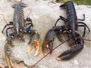 homard : pinces gauche droite